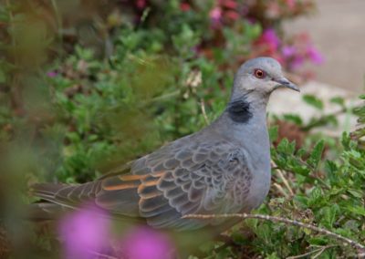 Dusky Turtle-dove (Streptopelia lugens)| Birding tour Ethiopia 2014