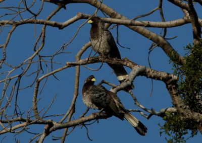 Birding tour Ethiopia 2015
