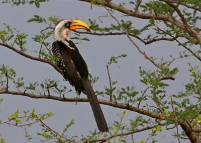 Birding tour Ethiopia 2015