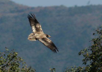 Birding tour Ethiopia 2015