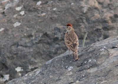 Birding tour Ethiopia 2015