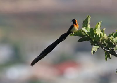 Birding tour Ethiopia 2015