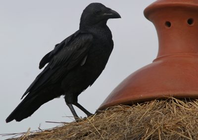 Birding tour Ethiopia 2015