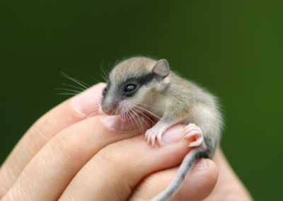 Small mammal holiday Hungary