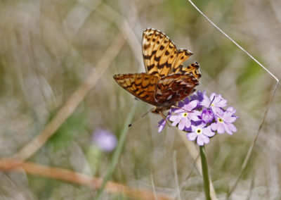 Fritillary butterfly by John Oates | Birding tours Mongolia