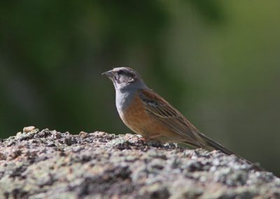 Birding tour Mongolia | Godlewski\'s Bunting