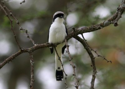 Birding tour Ethiopia 2015