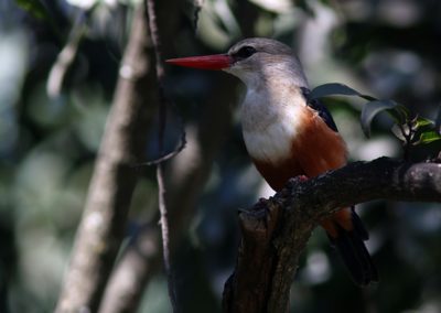 Birding tour Ethiopia 2015