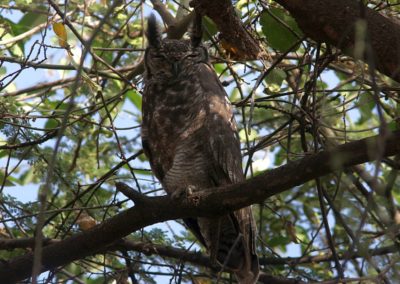Birding tour Ethiopia 2015
