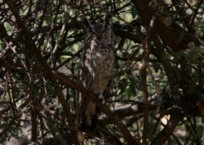 Greyish Eagle-owl (Bubo cinerascens)| Birding tour Ethiopia 2014