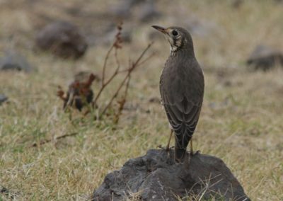 Birding tour Ethiopia 2015