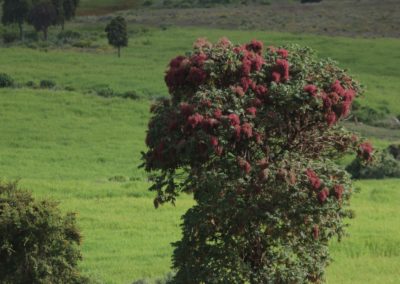Hagenia abyssinica| Birding tour Ethiopia 2014