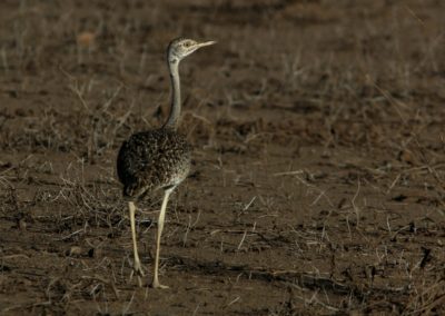 Birding tour Ethiopia 2015