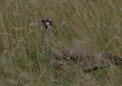 Hartlaub\'s bustard (Lissotis hartlaubii)| Birding tour Ethiopia 2014