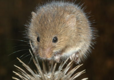 Small mammal holiday Hungary