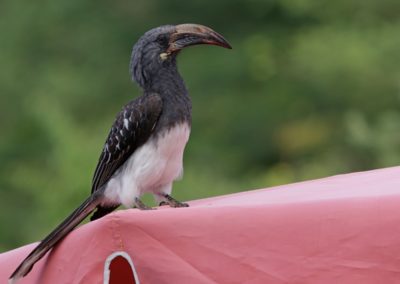 Hemprich\'s hornbill (Tockus hemprichii) | Birding tour Ethiopia 2014