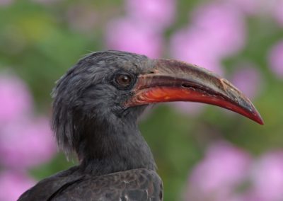Hemprich\'s hornbill (Tockus hemprichii) | Birding tour Ethiopia 2014