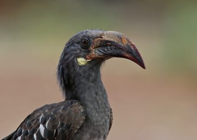 Hemprich\'s hornbill (Tockus hemprichii) | Birding tour Ethiopia 2014