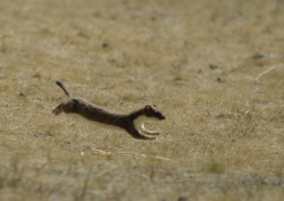 Small mammal holiday Hungary