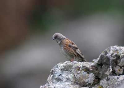 Birding tour Mongolia 2015 | Altai Accentor