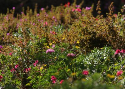 n the garden of the Hotel in Addis| Birding tour Ethiopia 2014