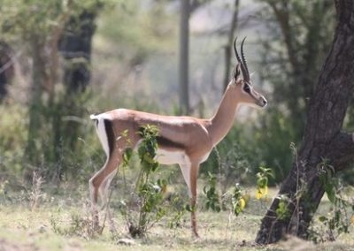Birding tours Ethiopia Africa