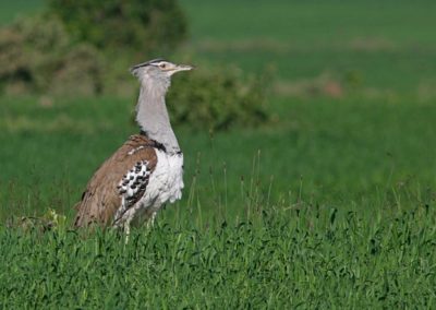 Birding tour Ethiopia 2015