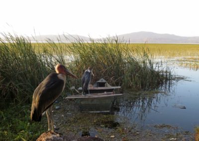 Lake Awassa| Birding tour Ethiopia 2014