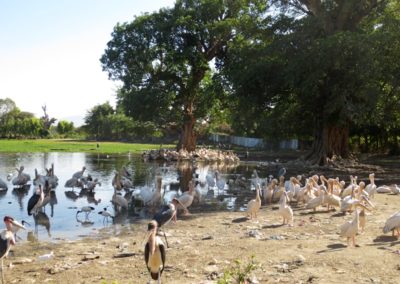 Lake Ziway| Birding tour Ethiopia 2014