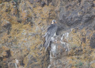 Birding tour Mongolia 2015 |Llammergeier