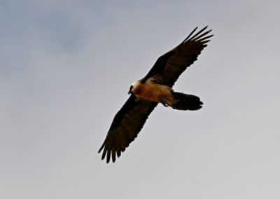 Lammergeier (Gypaetus barbatus)| Birding tour Ethiopia 2014