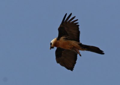 Lammergeier (Gypaetus barbatus)| Birding tour Ethiopia 2014