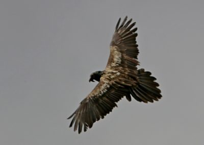 Lammergeier (Gypaetus barbatus)| Birding tour Ethiopia 2014