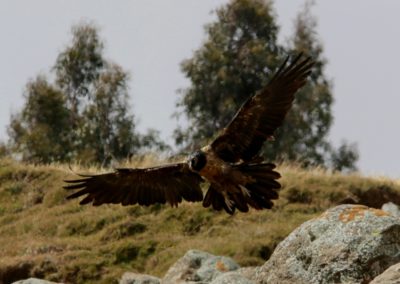 Lammergeier (Gypaetus barbatus)| Birding tour Ethiopia 2014
