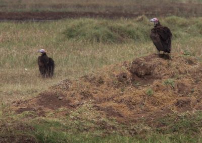 Birding tour Ethiopia 2015