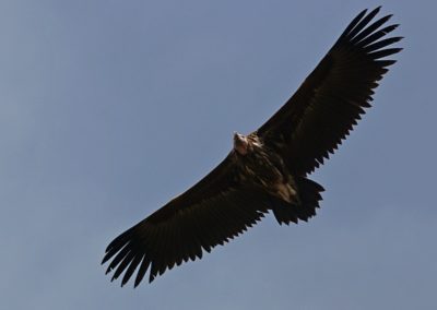 Birding tour Ethiopia 2015
