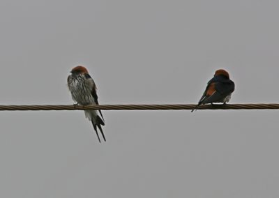 Birding tour Ethiopia 2015