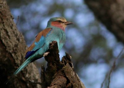 Lilac-Breasted Roller (Coracias caudatus) | Birding tour Ethiopia 2014