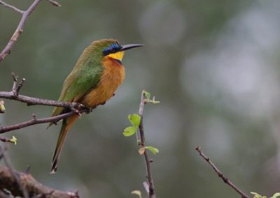 Birding tour Ethiopia 2015
