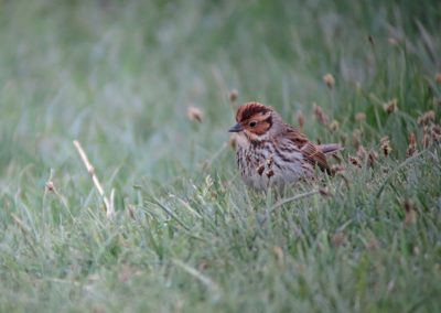 Birding tour Mongolia 2015 | Little Bunting