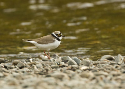 Little Ringed Plover (Charadrius dubius) by John Oates | Birding tours Mongolia