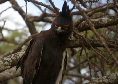 Birding tour Ethiopia 2015