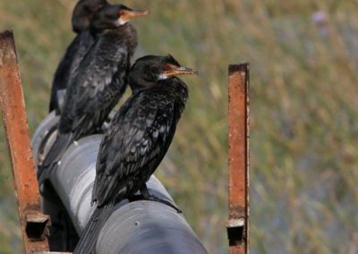 Birding tour Ethiopia 2015