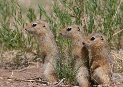 Birding tour Mongolia | Long-tailed Souslik
