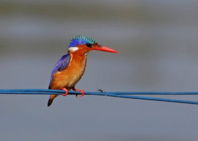 malachite kingfisher (Alcedo cristata)| Birding tour Ethiopia 2014