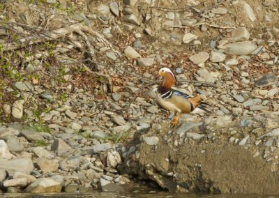 Mandarin Duck (Aix galericulata) by John Oates | Birding tours Mongolia