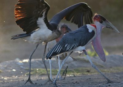 Birding tour Ethiopia 2015