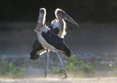 Birding tour Ethiopia 2015