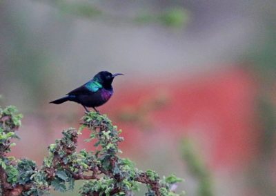 Birding tour Ethiopia 2015