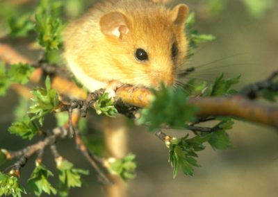 Small mammal holiday Hungary